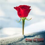 Розы на снегу