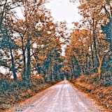 Skin The Color Of Bark