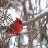 The Last Snowfall 51seconds