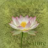 Waltz of the Lotus (Nature)