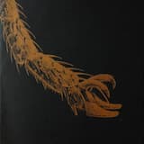 Triomphe des mouches