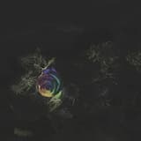 Anna (Flowers Won’t Grow)