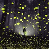 Fireflies