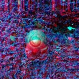 Signals on CAMP Radio