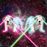 Белка / Стрелка