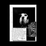 The Weeping of Diseased Lambs