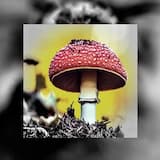 08.10.2024.Amanita Muscaria
