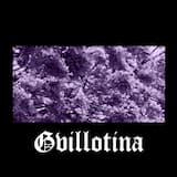 Jacaranda Mimosifolia