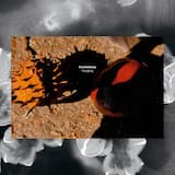 Onze Lieve Vrouw van Blindekens