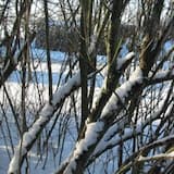 Sarete come alberi ben piantati...