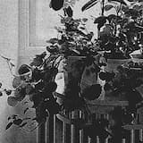 Behind a Lace Curtain