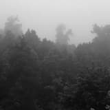 Nepenthe (The Elixir)