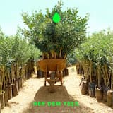 Sakin Ol (Her Dem Yeşil)