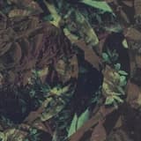 The Meadow at Summernights