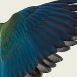 Kuroi Tsubasa no Aidawo