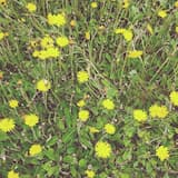 Riding With the Longhairs