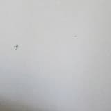 snake’s in the wall