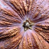 Hump’em and Dump’em (2020)