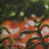 It's a Long Way to Snowy Valley