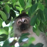 Galloping Maiden 15s