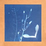 passing through shadow veils