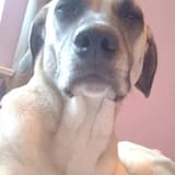 Good, but Not the Best