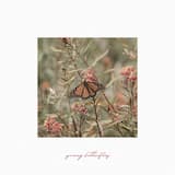 A Flap of Pearl Wings