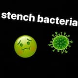 stench bacteria