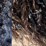 II Deuil de soi, deuil de l’autre: No. 3, Immanence