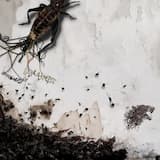 Grooming My Replacement