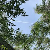 The Wild Ducks on the River