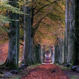 As Ancient Days We’ve Finally Ended Like the Leaves Falling From a Tree on a Dark Autumn Night