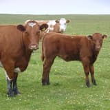 Bird Song Reincarnation