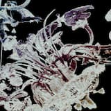 𝙎𝙚𝙣𝙤𝙡𝙮𝙩𝙞𝙘