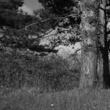 Feedback to Rain Pulse