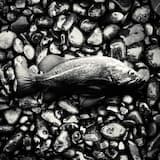 Something in the Way