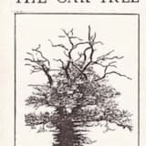 The Oak Tree