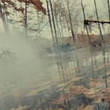 The Force That Moves Over the Water and Through the Trees