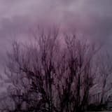 how often did i imprecate curses on the cause of my being..