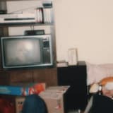 Call of the Feathered Creatures