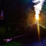 Driftwood Like Antlers