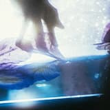 pray for peace (instrumental)