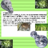 Obsure Messages From Distant Lands