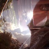 The Babes in the Wood