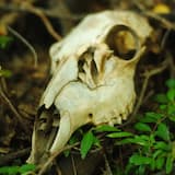 Weminuchia III: Flora & Fauna