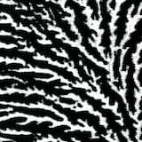 Cover the Windows and the Walls