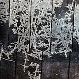 stasis wake zero (fail.)