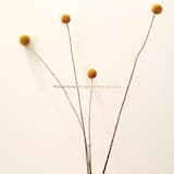 Bridges of Pearl and Dust