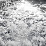 Pulsar X_005_Quantum RMX