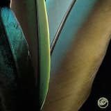 Colors of the Feather